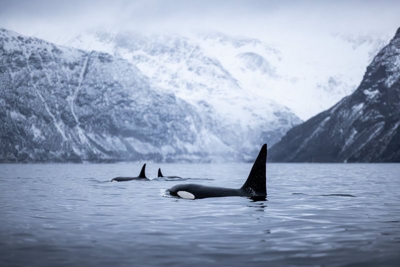 Orcas breaching the ocean surface, snowy mountains behind them, in a photo taken by Stéphane Granzotto on a Canon EOS R5.