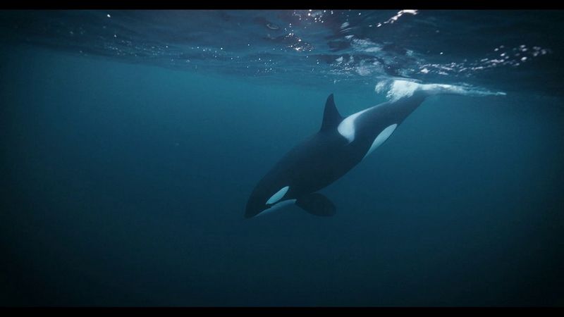 An orca dives and swims below the ocean surface in a video shot by Stéphane Granzotto on a Canon EOS R5. 