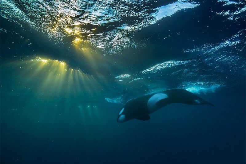 Directing the elements: Audun Rikardsen's killer (whale) shot