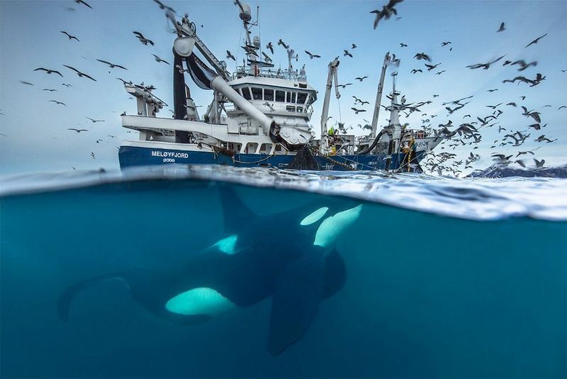 In conversation with ocean and wildlife photographer Audun Rikardsen