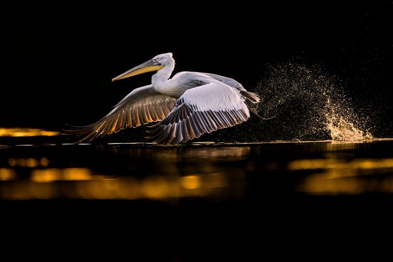 Un pellicano crespo si mette in volo nelle acque scure delle zone paludose del Delta del Danubio in una foto scattata da Jonas Classon.