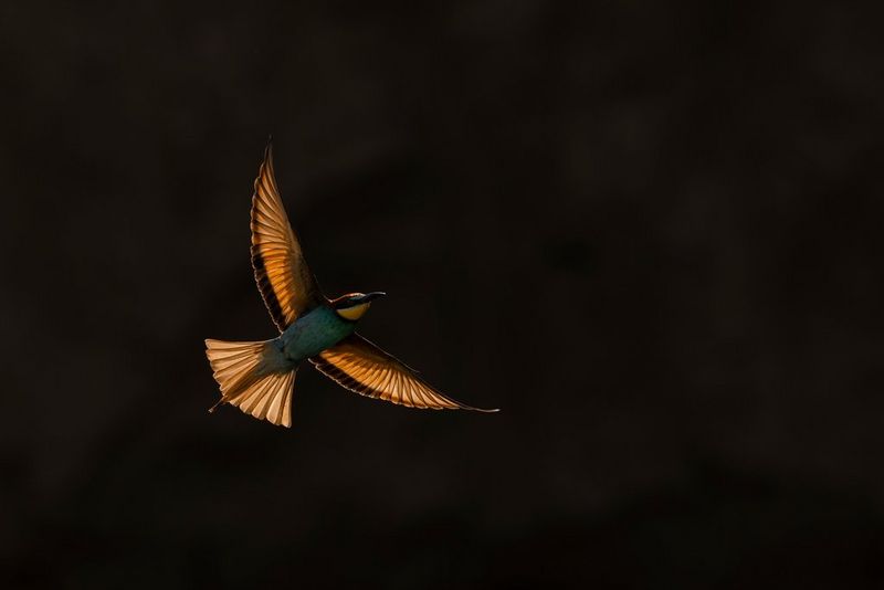 Un gruccione europeo a caccia di insetti nell'ultima luce della sera nel sud della Romania in una foto scattata da Jonas Classon.