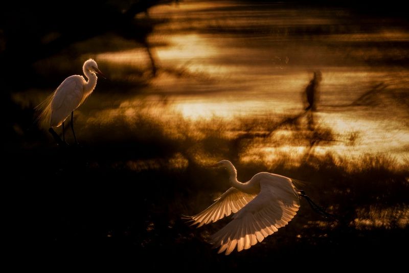 Aironi bianchi a caccia di pesci nelle zone paludose di Bharatpur, in India, in una foto scattata da Jonas Classon.