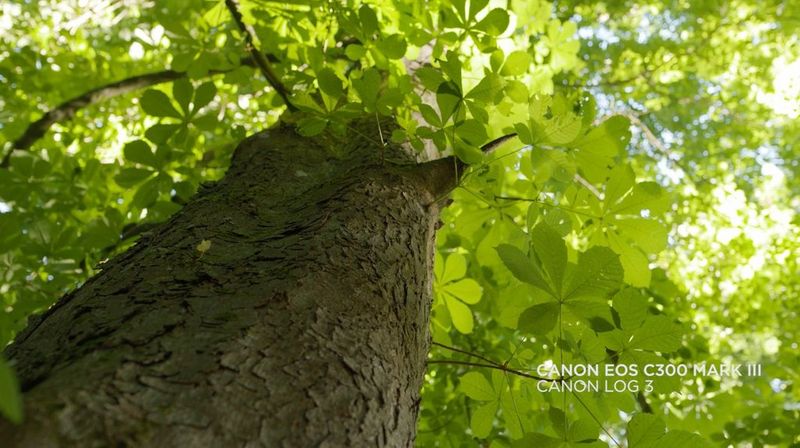 Immagine tratta da un video girato con Canon EOS C300 Mark III della luce che passa tra le foglie, per dimostrare la capacità della videocamera di catturare le scene a elevato contrasto.