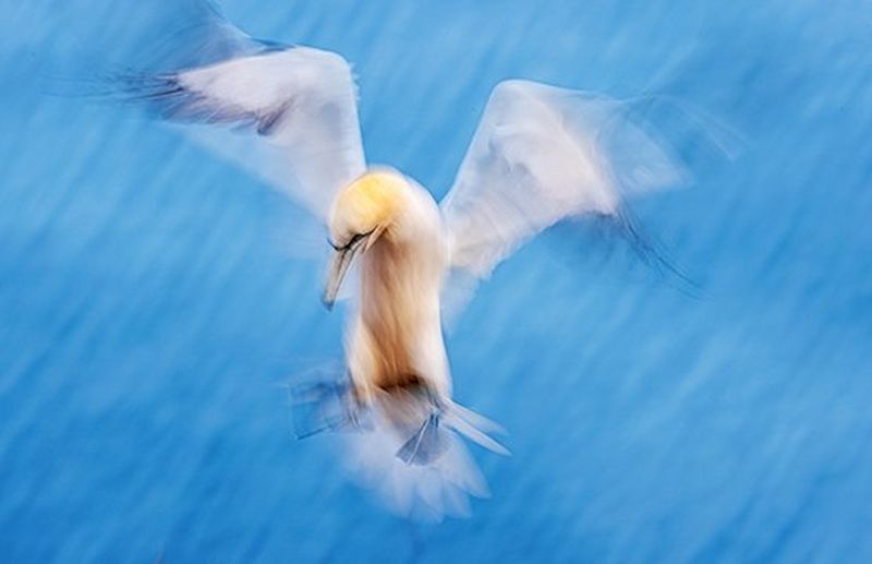 I migliori kit per la fotografia di uccelli