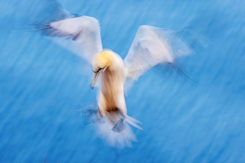 Un uccello bianco e giallo si libra in volo. Sia l'uccello sia lo sfondo sono sfocati in modo artistico. Scatto realizzato da Radomir Jakubowski con Canon EOS R5.