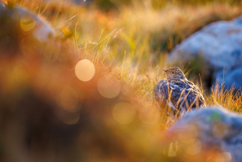 Un uccellino con le piume arruffate che lo fanno sembrare più grosso, posizionato a destra dell'inquadratura, in un campo d'erba. Il primo piano è sfocato in modo artistico. Scatto realizzato da Radomir Jakubowski con obiettivo Canon RF 400mm F2.8 L IS USM.