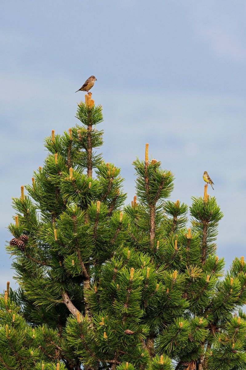Due piccoli uccelli sono appollaiati sui rami spogli e rivolti verso l'alto di una conifera. Scatto realizzato da Radomir Jakubowski con Canon EOS R5.
