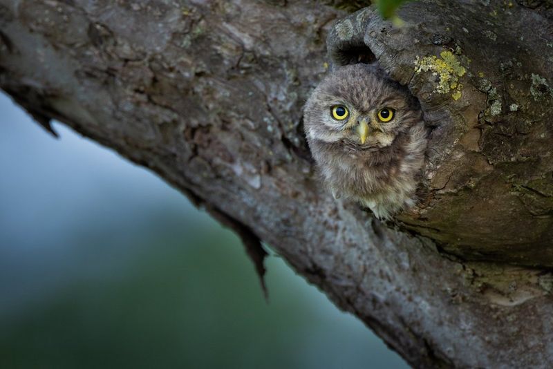 Un gufo curioso dai penetranti occhi gialli scruta direttamente la fotocamera dal sicuro di un piccolo buco in un albero. Scatto realizzato da Radomir Jakubowski con un obiettivo Canon RF 600mm F4 L IS USM e Canon Extender RF 2x.