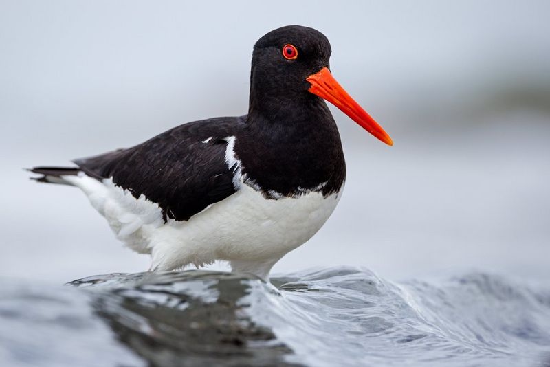 Primo piano di una beccaccia di mare dal lungo becco arancione che sguazza nell'acqua bassa in una giornata nuvolosa. Scatto realizzato da Radomir Jakubowski con Canon EOS R5.