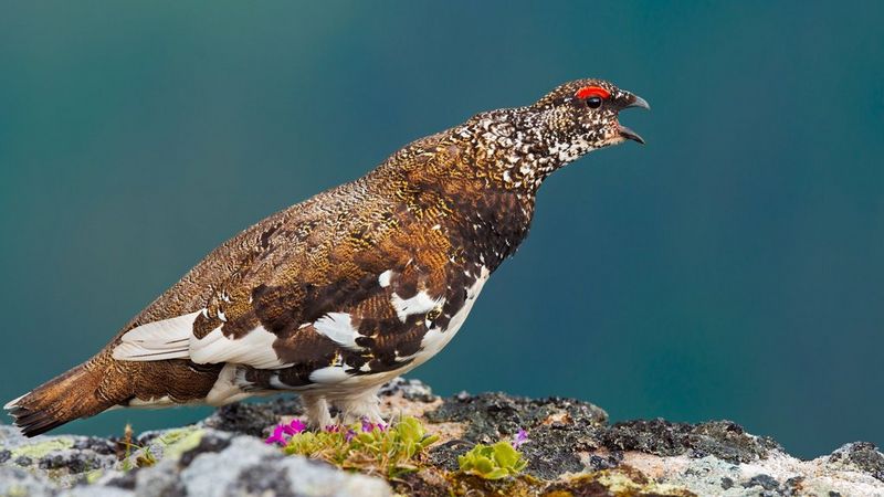 Wildlife-3_4k_EM.mp4