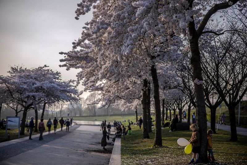A wide path through a park, lined with large cherry blossoms. Many people are walking on and around the path, and in the foreground a child leans against a tree holding two balloons.