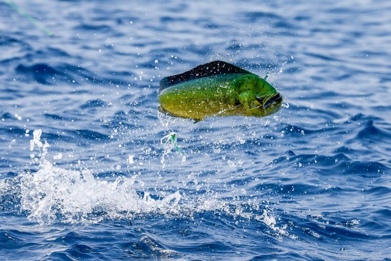 Un mahi-mahi vert et jaune saute hors de l'eau alors qu'il tente d'échapper à l'hameçon sur lequel il est accroché. Photo prise avec un Canon EOS R5 équipé d'un objectif Canon RF 100-500mm F4.5-7.1L IS USM.