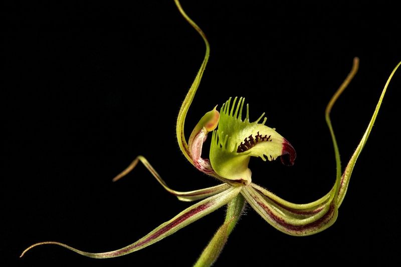 The best Canon lenses for macro photography