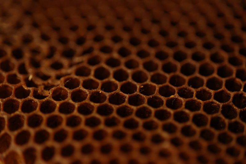 Primo piano di un favo, realizzato con un obiettivo Canon RF 85mm F2 Macro IS STM.