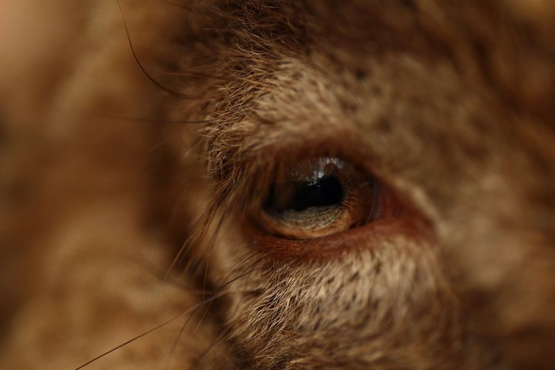 Un primo piano dell'occhio di una pecora, fotografato con un obiettivo Canon RF 85mm F2 Macro IS STM.