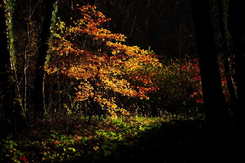 Licht dat door de bomen schijnt en de herfstbladeren van een lage tak verlicht.