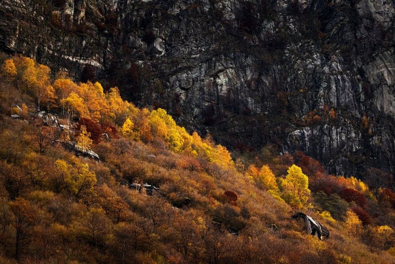 Vergeelde bomen in de herfst, op een heuvel voor een steile steenmassa.