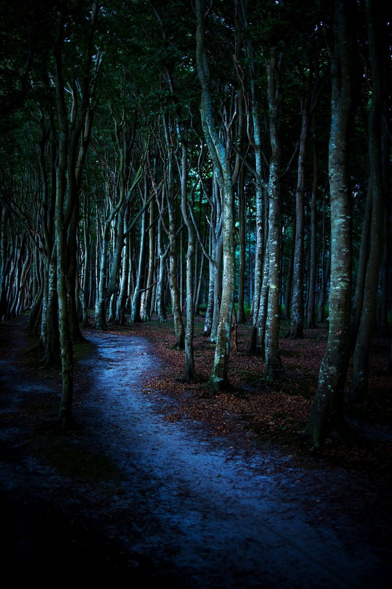 Een bospad, midden in de nacht. Overal liggen gevallen bladeren.