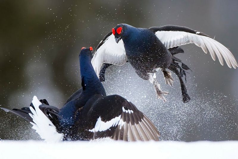 The best cameras and lenses for wildlife photography