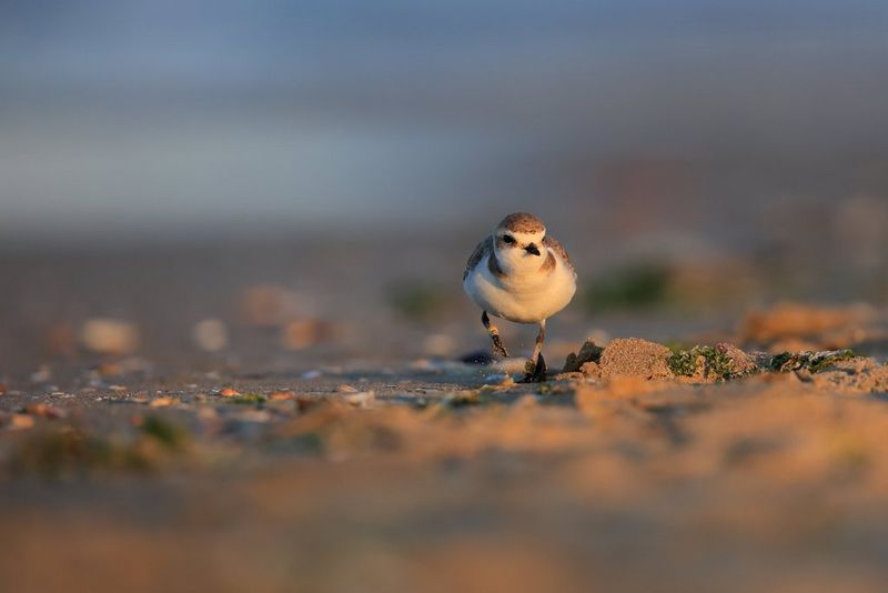 A photo taken on a Canon EOS R3 of a Kentish plover running towards the camera on a sandy beach. 