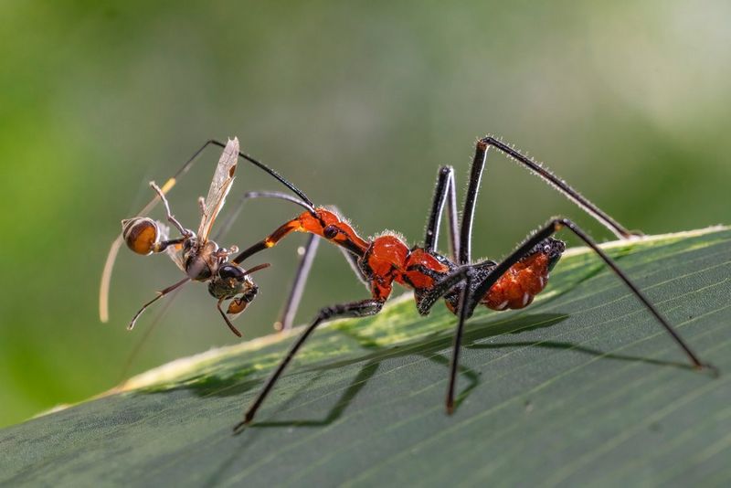 An ambush bug holding a fly, taken with a Canon RF 100mm F2.8L Macro IS USM lens.