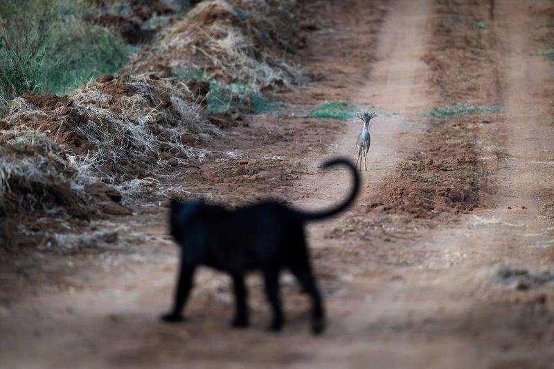 A black leopard, slightly out of focus in the foreground, faces a dik-dik some distance away on an open track, photographed using a Canon RF 100-300mm F2.8L IS USM lens.