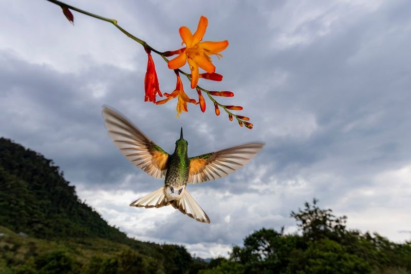 A hummingbird hovers in mid-air, feeding from a vibrant orange and red flower, with its wings outstretched. Taken with a Canon RF 14-35mm F4L IS USM lens.