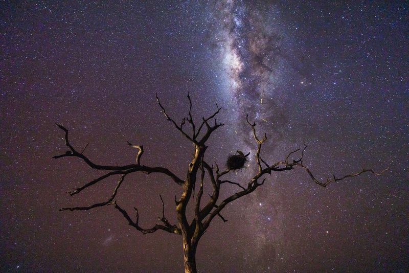 A jabiru nest in a tree with the Milky Way in the night sky above, photographed at night in a long exposure with a Canon RF 14-35mm F4 IS USM lens.