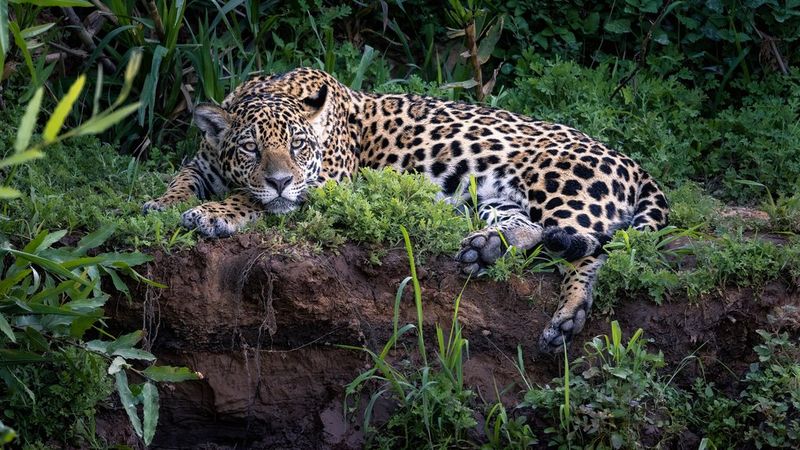 Les meilleurs appareils photo et objectifs pour la photographie animalière