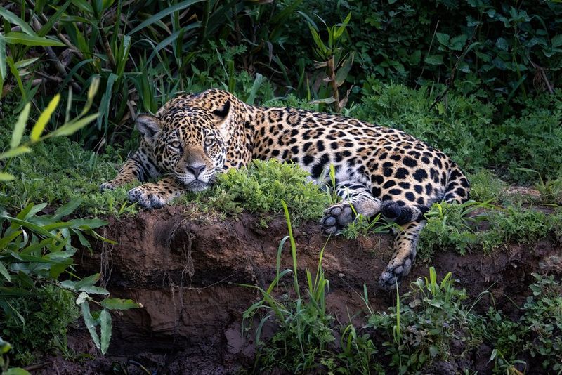  A jaguar lies resting on a patch of lush green grass and moss, surrounded by dense vegetation. Taken with a Canon RF 100-500mm F4.5-7.1 L IS USM lens.