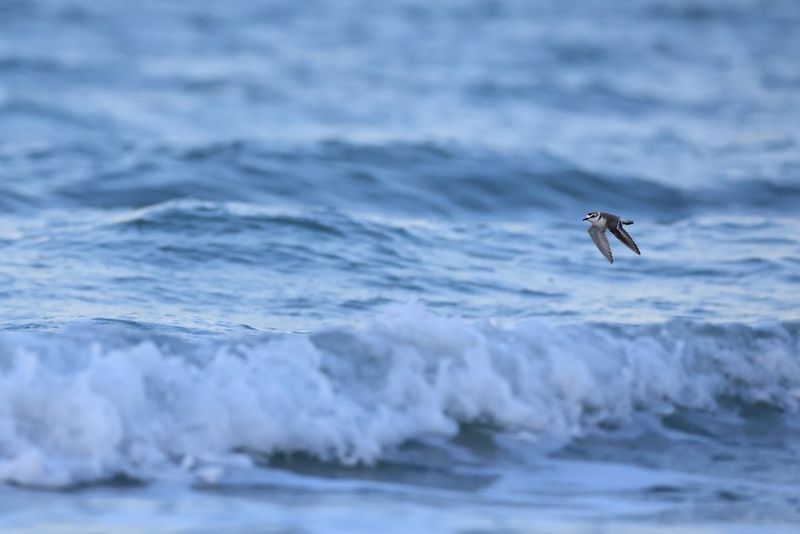 A Kentish plover in evening light flying above a breaking wave.