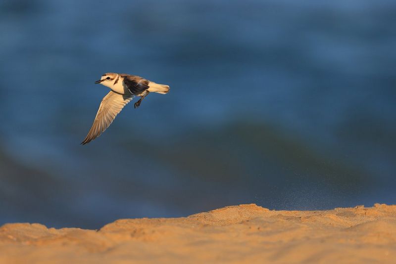 A Kentish plover flying over a sandy beach in golden light, with the sea in the background.