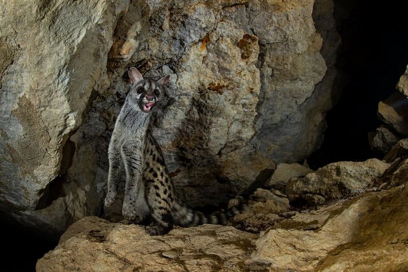 A spotted genet stands on its hind legs in the entrance to a cave.