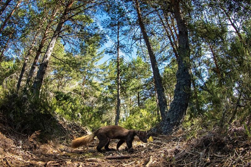 A pine marten stands in the middle of a forest clearing, the trees curved around it by a fisheye lens.