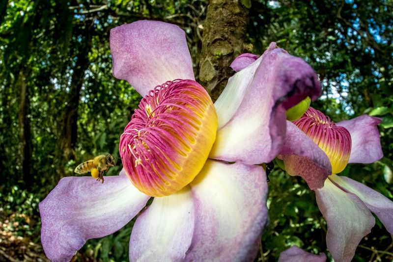 A bee drinks nectar from a large flower with a pink and yellow centre and purple and white petals.
