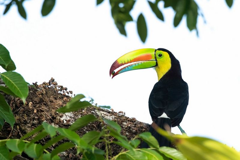 A keel-billed toucan sits on a branch, holding a small palm fruit in its brightly coloured beak.