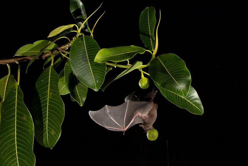 A Mexican fruit bat hangs upside-down from the branch of a fig tree, holding a fig between its teeth.