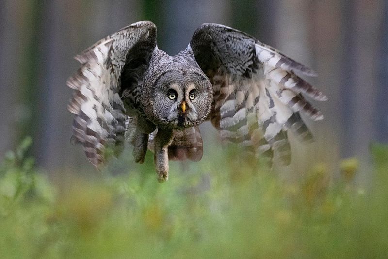 Un grande gufo grigio vola verso la fotocamera; le ali sono sfocate dal movimento, così come lo sono la vegetazione in primo piano e gli alberi sullo sfondo.