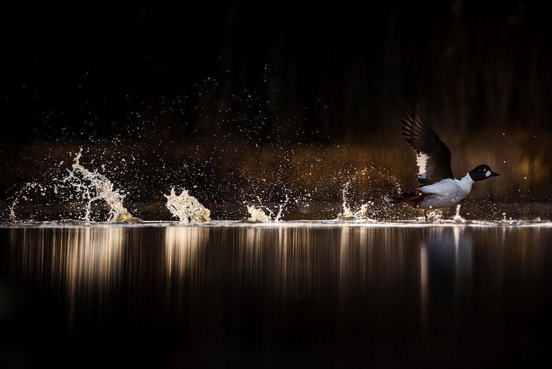 In a photo taken on a Canon EOS R5 by Jonas Classon, a common goldeneye launches itself out of the water, kicking up a row of splashes across the frame.