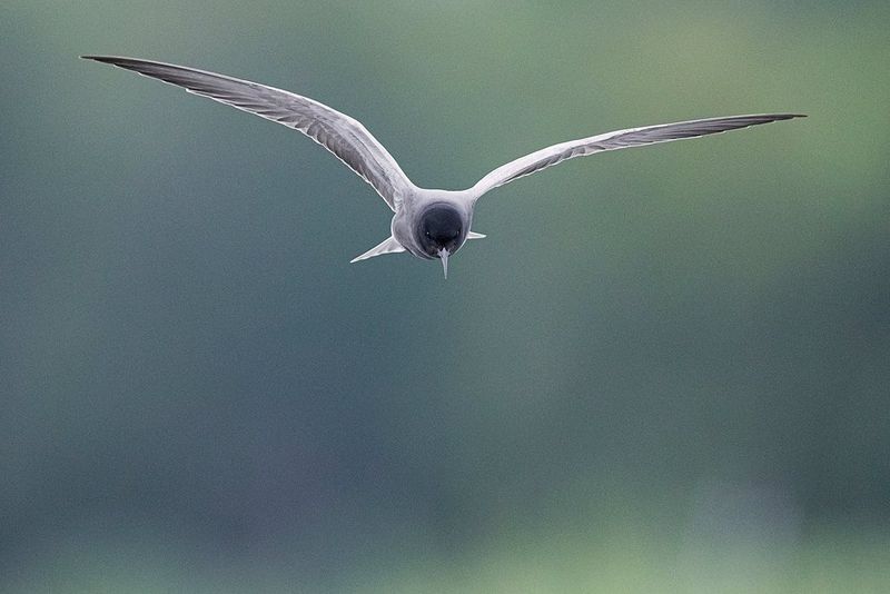 Un uccello con la testa di colore nero che vola verso la fotocamera, incredibilmente nitido su uno sfondo sfocato.