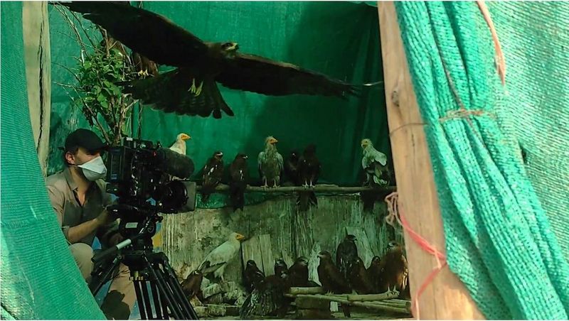 A person films a bird in flight and others perched within a rooftop enclosure.
