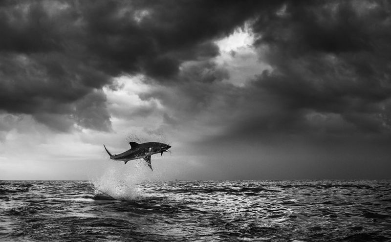 Черно-белый снимок акулы, выпрыгивающей из воды на несколько метров, на фоне грозового неба.