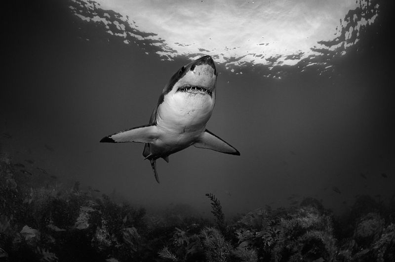 Черно-белый снимок большой акулы, плавающей у поверхности океана. План снизу.