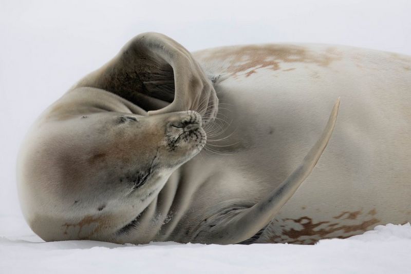 Большой морской котик, запечатленный крупным планом, лежит на снегу, прижав плавник к вытянутой морде.