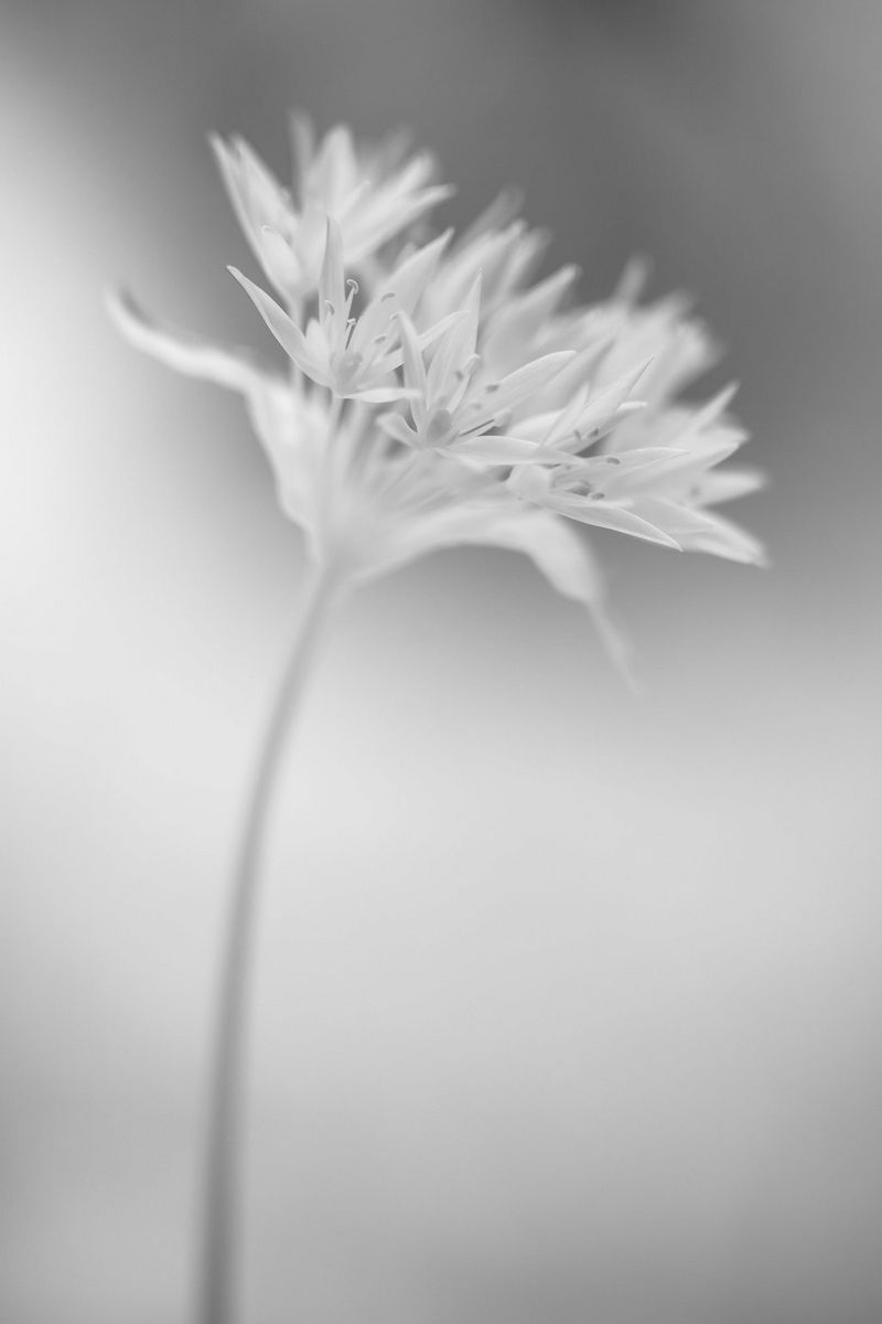 Черно-белое изображение маленького цветка.