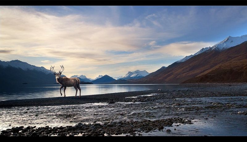Cervo in CGI accanto a un lago circondato da montagne in uno scatto della pubblicità della Jaguar F-PACE.