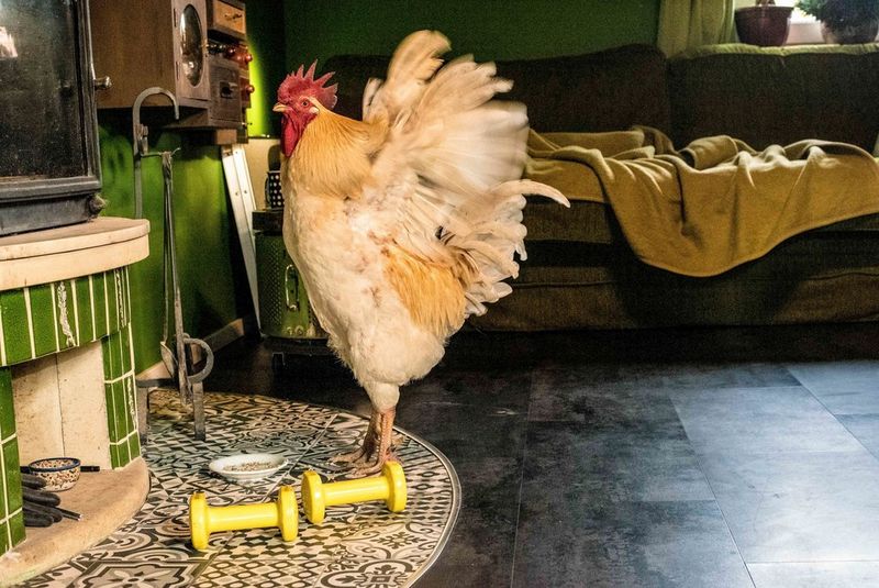Una fotografia scattata da Kasia Ślesińska, partecipante al Canon Student Development Programme, che rappresenta un gallo con le ali spiegate all'indietro, all'interno di un'abitazione.