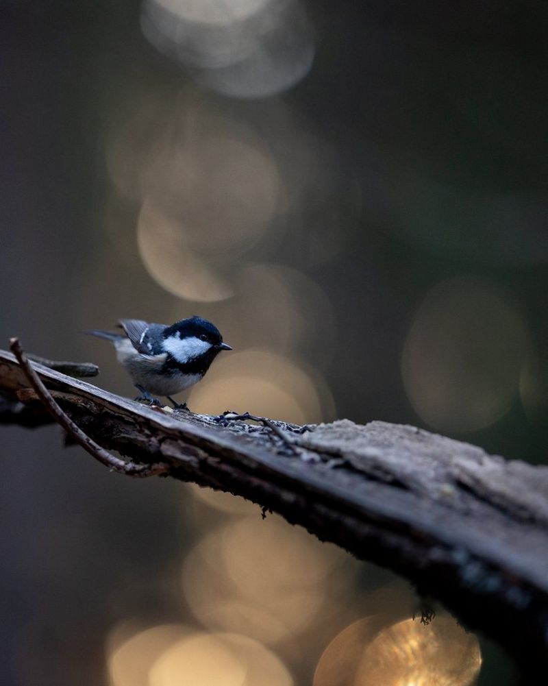 A small woodland bird on a branch against a soft bokeh background. Wildlife photo taken by Dani Connor on a Canon EOS R6 Mark III with a Canon RF 135mm F1.8L IS USM lens.