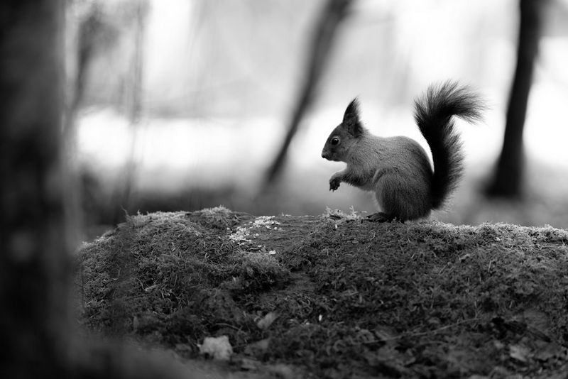 A black-and-white image of a red squirrel on a mossy rock. Wildlife photo taken by Dani Connor on a Canon EOS R6 Mark III with a Canon RF 135mm F1.8L IS USM lens.